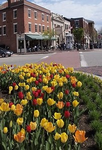 Spring comes to Portsmouthsmall.jpg