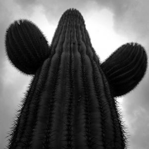 cactus_tall