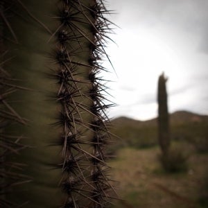cactus_upclose