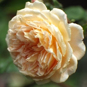 Rose50mmNavitar
