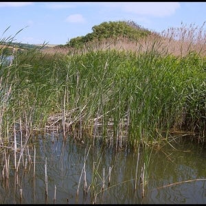 Site of a Great Crested Grebes nest at Slapton Ley