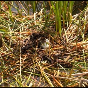 close view of Great Crested Grebe nest