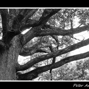800LS--PNG--Old_Tree_on_CR750-M5-ZM50mm-Acros100-XtolSK-001_2--