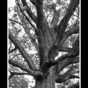 800LS--PNG--Old_Tree_on_CR750-M5-ZM50mm-Acros100-XtolSK-003_2--