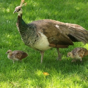 Peahen_and_Chicks