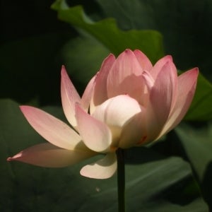Water_Lilly_2