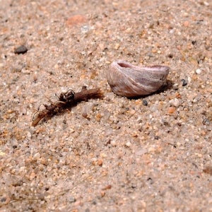 Shell stick and sand
