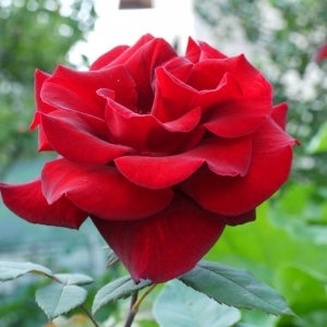 G2 red rose