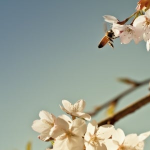 Early_Spring_Bee_2