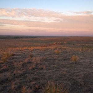sunrise_on_the_grasslands