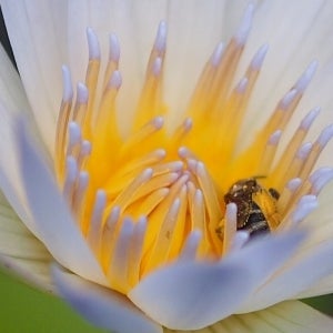 Water Lily w/ Bee - 100% Crop