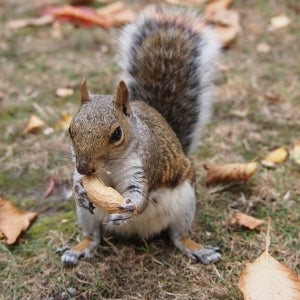 Squirrel with monkey nut