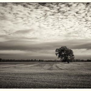 The lone tree