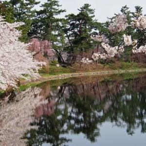 Cherry blossoms at Hirosaki castle
