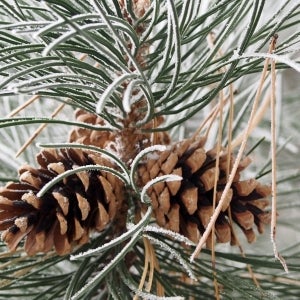 wintry pine cone and needles (1)