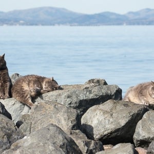 Cats on the Shoreline