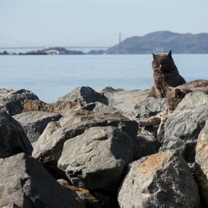 Cats on the Shoreline