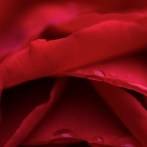 Red_Rose