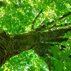 Mossy_tree