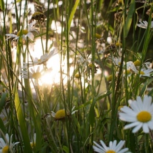 grass and daisies