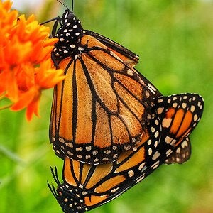 A pair of Monarch butterfly’s