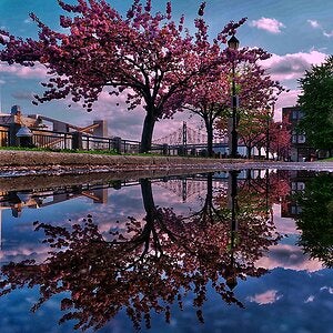 Reflection of Cherry Trees