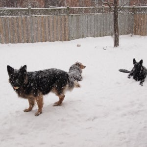 Pups in the snow