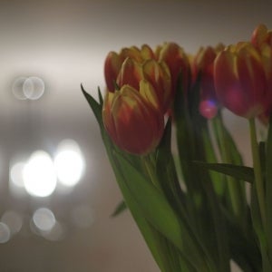 Tulips and Candle lamps