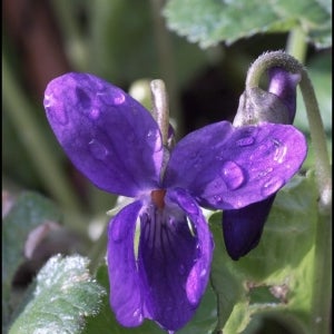 Devon violets blooming in mid February
