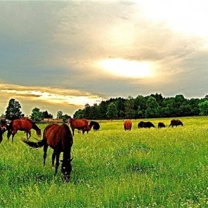 Horses of Hungerford Hill