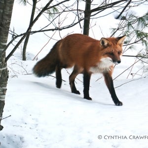 Red Fox Visitor