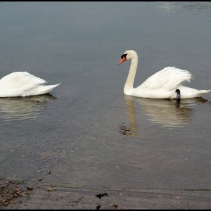 Male and female Mute Swans at Frogmore