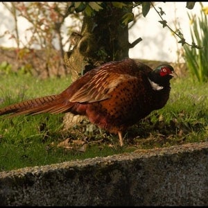 Pheasant (cropped)