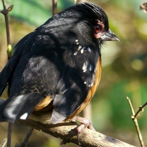Spotted Towhee with Eye Condition