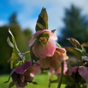 Early Morning Hellebore