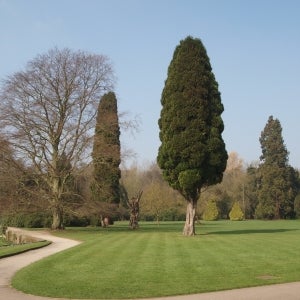 Coombe Abbey Tree