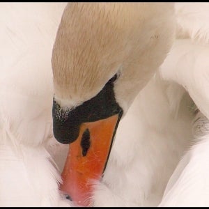 preening male Mute Swan