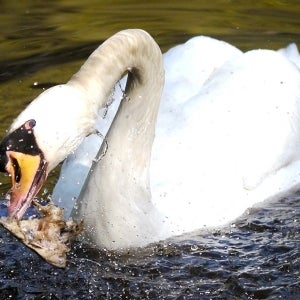 Mute Swan Eating Fish