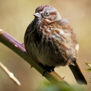 Sleepy Song Sparrow