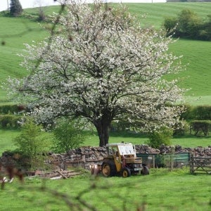 Blossom & Tractor