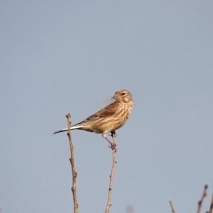 female Linnet with nest lining material