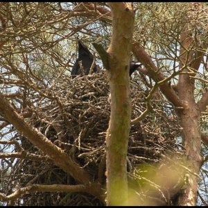 young Ravens in the nest