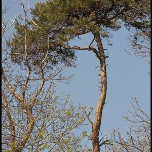 Scots Pine containing a Ravens nest