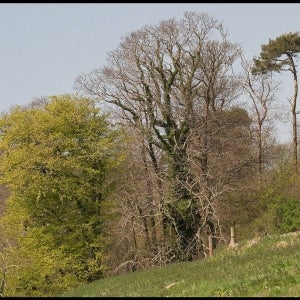 distant view of Scots Pine containing a Ravens nest