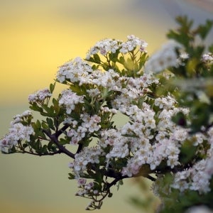 Whitethorn blossom