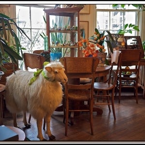 Dining Room Sheep