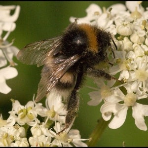 Bumble Bee on Hogweed