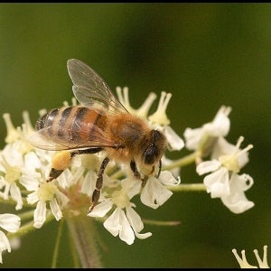 Honey Bee on Hogweed