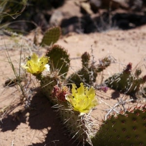 Cactus Flowers in Moab/w Bee