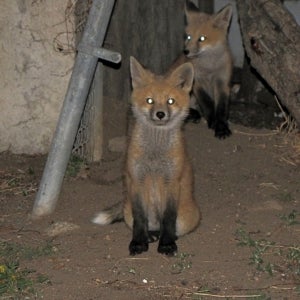 Fox kits in the ally behind my house. (Canon G10)